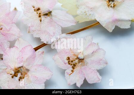 Dry pink flowers close up photo, natural decoration background photo Stock Photo