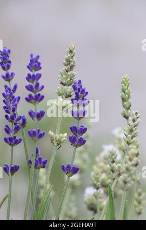 White and purple Lavender. Lavandula angustifolia Nana Alba. Stock Photo