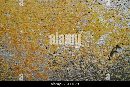 Yellow Lichens on the Weathered Stone Wall Surface Stock Photo