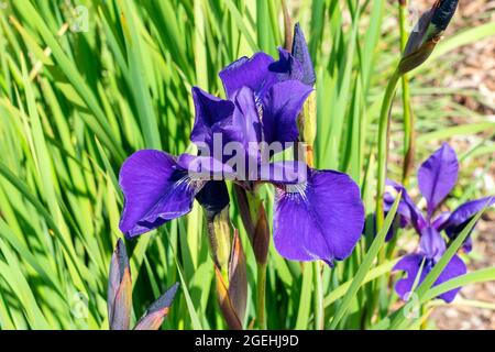 Iris sibirica 'Caesars Brother' a summer flowering plant with a purple summertime flower commonly known as Siberian flag, stock photo image Stock Photo