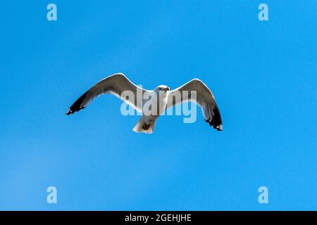 Common Gull (Larus canus) seagull bird in flight flying in the UK with a clear blue sky and copy space, stock photo image Stock Photo