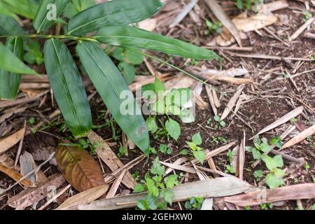 The tips of the bamboo leaves are green with a brown soil background Stock Photo