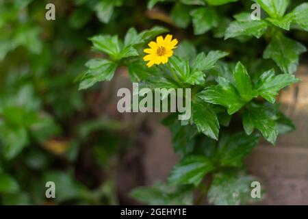 An expanse of a kind of creeping buttercup plant, Ranunculus repens, has green leaves with yellow flowers Stock Photo