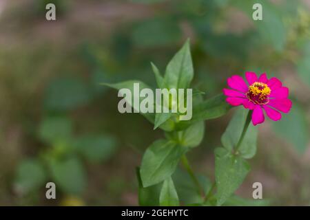 paper flowers (zinnia) with red flowers tend to be pink while blooming with yellow pistils Stock Photo