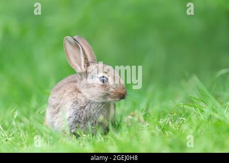 Close up of a cute little rabbit  sitting in green grass, UK. Stock Photo