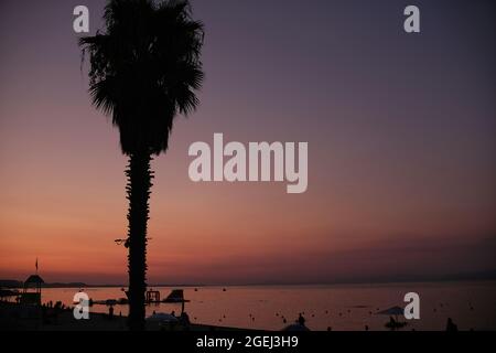 Amazing pink sunset at the beach of Pefkochori in Chalkidiki Greece and a palmtree in the foreground Stock Photo