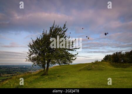 lone tree and countryside at Coaley Peak, Gloucestershire, UK