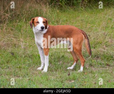 GOTLAND HOUND Swedish hound breed that primarly hunts by scent.These breeds are a hunting breed for Fox and hare Stock Photo