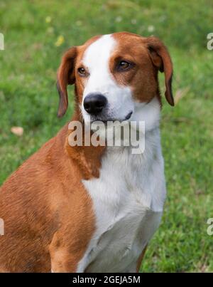 GOTLAND HOUND Swedish hound breed that primarly hunts by scent.These breeds are a hunting breed for Fox and hare Stock Photo