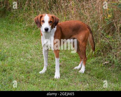 GOTLAND HOUND Swedish hound breed that primarly hunts by scent.These breeds are a hunting breed for Fox and hare Stock Photo