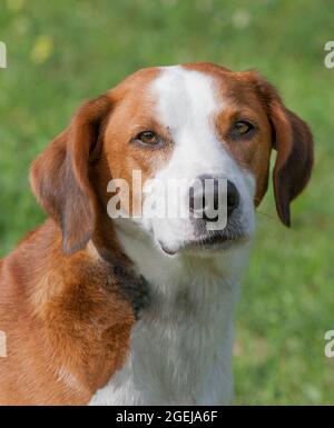 GOTLAND HOUND Swedish hound breed that primarly hunts by scent.These breeds are a hunting breed for Fox and hare Stock Photo