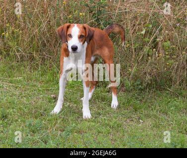 GOTLAND HOUND Swedish hound breed that primarly hunts by scent.These breeds are a hunting breed for Fox and hare Stock Photo