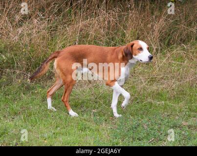 GOTLAND HOUND Swedish hound breed that primarly hunts by scent.These breeds are a hunting breed for Fox and hare Stock Photo