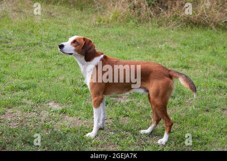 GOTLAND HOUND Swedish hound breed that primarly hunts by scent.These breeds are a hunting breed for Fox and hare Stock Photo