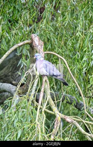 Sussex, England. Wood Pigeon (Columba palumbus) perching on the branches of a Weeping Willow tree (Salix babylonica) Stock Photo