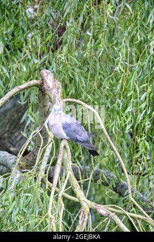 Sussex, England. Wood Pigeon (Columba palumbus) perching on the branches of a Weeping Willow tree (Salix babylonica) Stock Photo