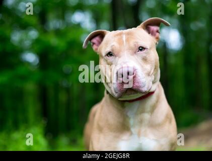 A Pit Bull Terrier x Shar Pei mixed breed dog listening with a head tilt Stock Photo