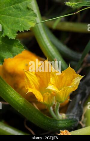 Flowers and fruits of squash in the garden. Summer garden. Stock Photo