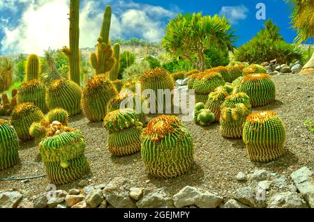 indoor palm tree dracaena BALANBO Artificial Dracaena Plant, 6ft Faux Plants Fake Yucca Palm Tre main image 0
