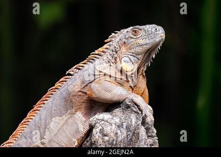 Profile close up portrait of a green iguana with orange hide standing on a rock Stock Photo