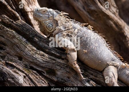 Close up profile portait of a green iguana lying on a tree branch and shedding its skin Stock Photo