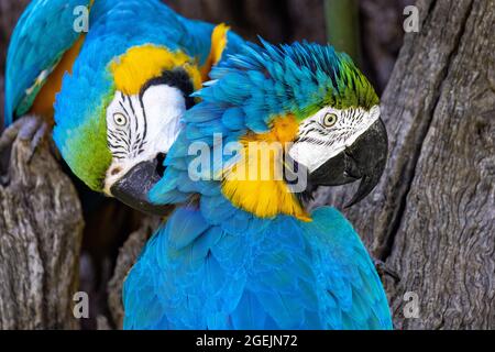Close up portrait of two colorful yellow and blue macaw parrots grooming each other Stock Photo