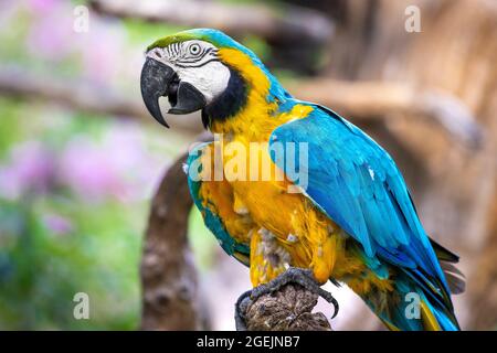 Close up profile portrait of a colorful blue and yellow macaw parrot, against a bokeh background Stock Photo