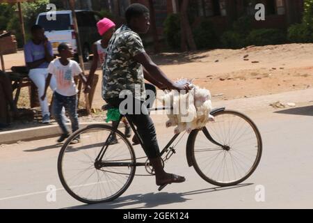 A man is seen riding a bicycle in the middle of the road, carrying chickens for sale in Area 24. Lilongwe, Malawi. Stock Photo