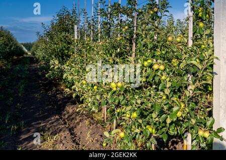 Apple tree seedlings in the nursery on drip irrigation Stock Photo