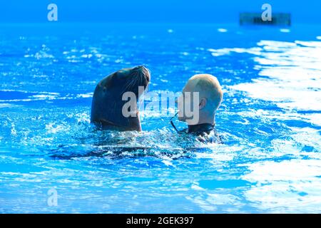 Russia. Tuapse. 07.07.2021 Male trainer swims in a pool with a fur seal. High quality photo Stock Photo