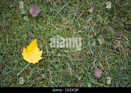 A yellow autumn leaf lies on the green grass. Close-up shot. Stock Photo