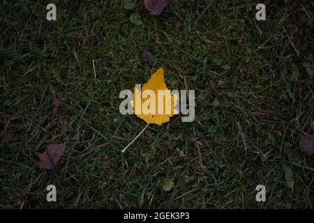 A yellow autumn leaf lies on the green grass. Close-up shot. Stock Photo