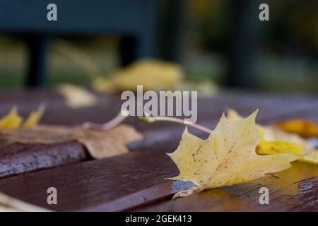 Bench in a city park in autumn. The wind flutters the yellowed maple leaf. Close-up shot. Stock Photo
