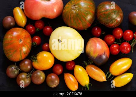 Tomatoes of different varieties and sizes on a dark background.