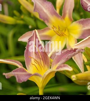 Dramatic mass flowering Hemerocallis 'Roger Grounds’, close-up natural flower portrait Stock Photo