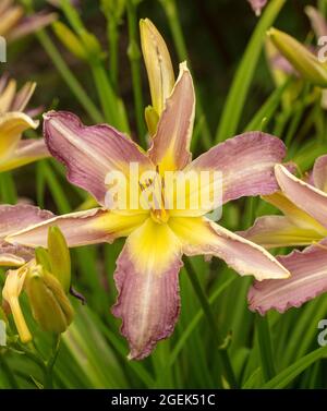 Dramatic mass flowering Hemerocallis 'Roger Grounds’, close-up natural flower portrait Stock Photo