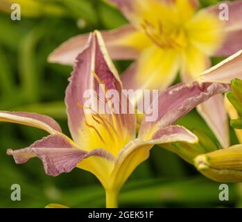 Dramatic mass flowering Hemerocallis 'Roger Grounds’, close-up natural flower portrait Stock Photo