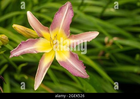 Dramatic mass flowering Hemerocallis 'Roger Grounds’, close-up natural flower portrait Stock Photo