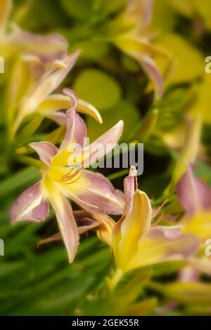 Dramatic mass flowering Hemerocallis 'Roger Grounds’, close-up natural flower portrait Stock Photo