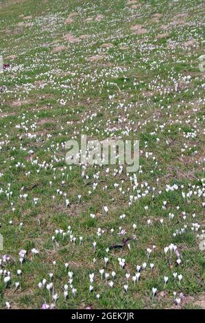 spring crocus, Frühlings-Krokus, Frühlings-Safran, Crocus vernus subsp. albiflorus, fehér sáfrány, Monte Baldo range, Italy, Europe Stock Photo