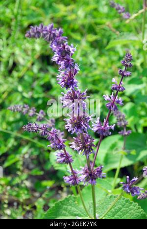 lilac sage, whorled clary, Quirlblütiger Salbei, Salvia verticillata, lózsálya, Hungary, Magyarország, Europe Stock Photo