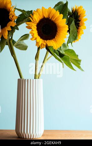 Three sunflowers in a vase on a wooden table with a light blue background. Stock Photo