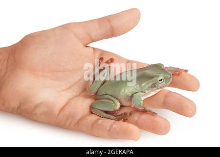 The Australian green tree frog on the palm isolated on white background with clipping path and full depth of field Stock Photo