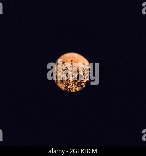 Haltern, NRW, Germany. 20th Aug, 2021. A red waxing gibbous moon can be seen rising behind a hedge in the clear sky above Haltern tonight. The full moon will peak in two days, on August 22nd, as a Blue ‘Sturgeon Moon'. Credit: Imageplotter/Alamy Live News Stock Photo