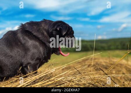 Profile of black pug dog yawning with pink tongue hanging out mouth from heat on nature background Stock Photo