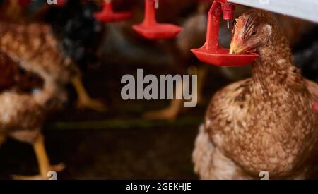 Free range Chickens drinking water by nipple in backyard family farm Stock Photo