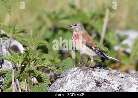 Common Linnet (Linaria cannabina), adult male standing on a rock, Abruzzo, Italy