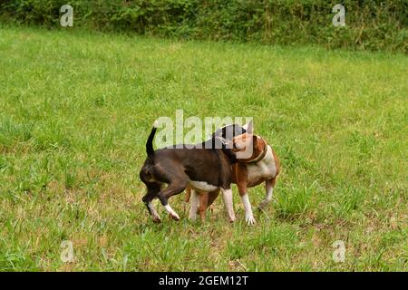 Two American Staffordshire Terrier dogs playing together Stock Photo