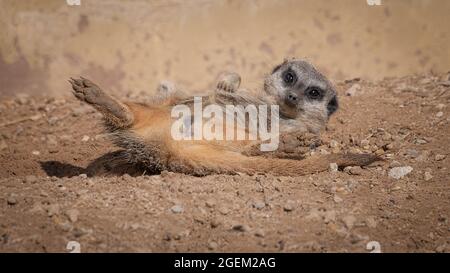 Close up photograph of a meerkat relaxing in the sunshine. It is lying on its back with its back legs spread wide open. Its head is lifted up Stock Photo