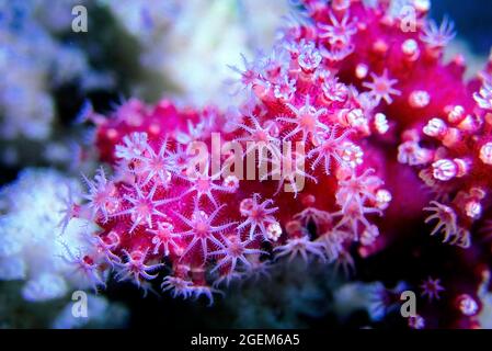Chili Non-photosynthetic soft Coral - (Nephthyigorgia sp.) Stock Photo